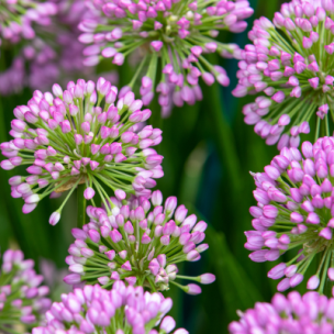 Ail Millenium (ornemental et comestible) en mini-motte  - Leaderplant