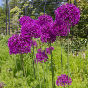 Ail d’ornement violet   - Leaderplant