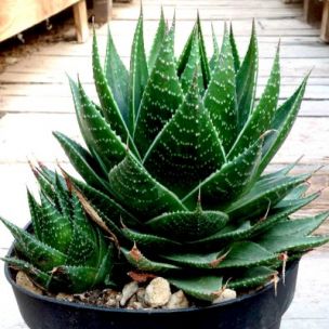 Aloe aristata Cosmo - Leaderplant