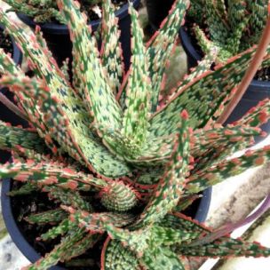 Aloe Piranha - Leaderplant
