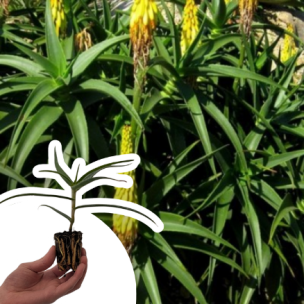 Aloe Arbustif striatula en mini-motte  - Leaderplant