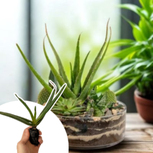 Aloe Vera (Barbadensis Miller) en  mini-motte - Leaderplant