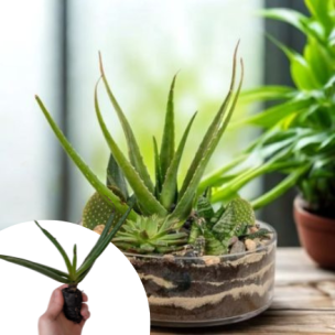 Aloe Vera (Barbadensis Miller) en  mini-motte - Leaderplant