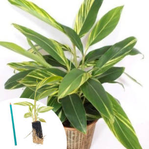 Gingembre à feuillage panaché en mini-motte - Leaderplant