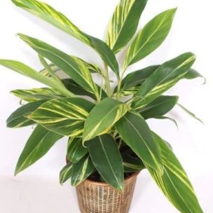 Gingembre à feuillage panaché en mini-motte - Leaderplant