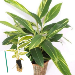 Gingembre à feuillage panaché en mini-motte - Leaderplant