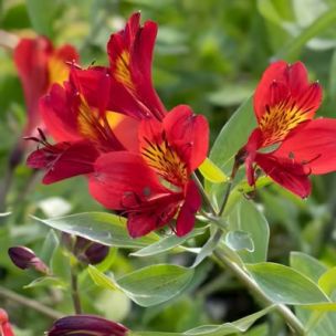 Alstroemère Mars - Leaderplant