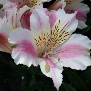 Alstroemère Little Miss Sophie ® - Leaderplant