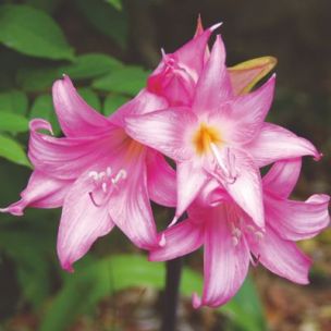 Amaryllis Belladonna (1 Bulbe) - Leaderplant