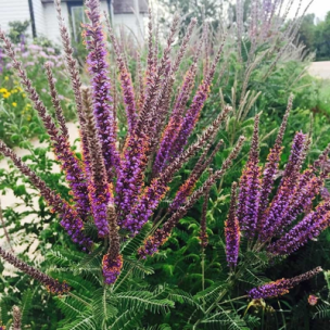 Faux-indigo gris – Amorphe  - Leaderplant