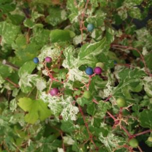 Vigne vierge colorée - Ampelospis élégante - Leaderplant