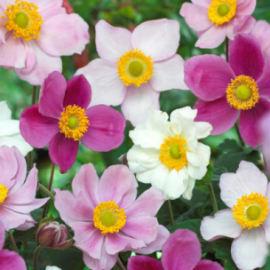 Anémone du Japon semis couleurs variées   - Leaderplant