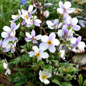 Anémone du Japon Wild Swan ® - Leaderplant