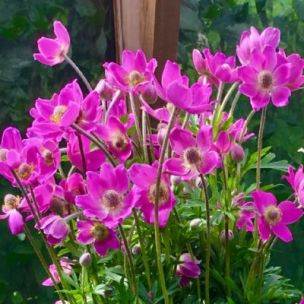Anémone Spring beauty ® Pink - Leaderplant