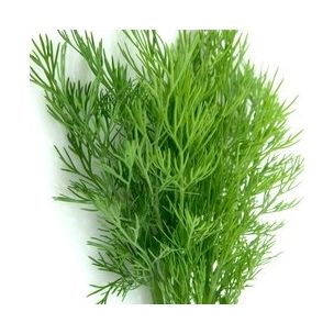 Aneth - Leaderplant