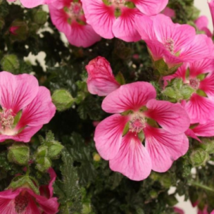 Lavatère Elegans Princess ® - Mauve du Cap - Leaderplant
