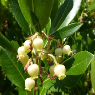 Arbousiers 'andrachnoides' - Leaderplant