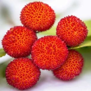 Arbousier Piece and Love ® 