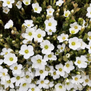 Arénaire des montagnes Mont Blanc  - Leaderplant