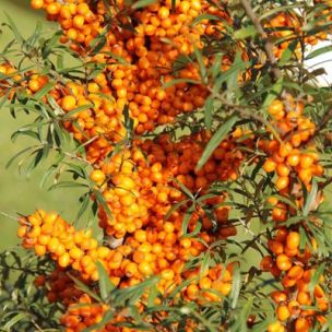 8 arbustes à fleurs orange qu'il faut avoir dans son jardin