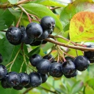 Aronia de Mitchourine Amit à gros fruits