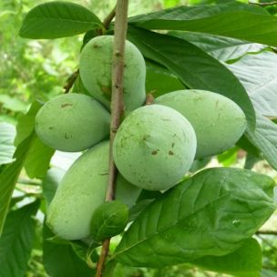 Asiminier 'Davis' - Pawpaw 'Davis' - Asimie du Canada - Leaderplant