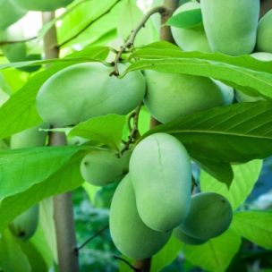 Asiminier Overleese - Pawpaw Overleese - Asimie du Canada - Leaderplant