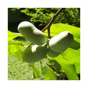 Asiminier Paw Paw - Mangue du Canada - Papaye Rustique - Leaderplant