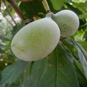 Asiminier Rappahannock - Pawpaw Rappahannock - Asimie du Canada - Leaderplant