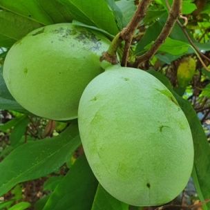 Asiminier Allegheny - Pawpaw Allegheny - Asimie du Canada - Leaderplant