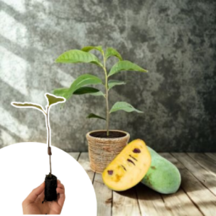 Asiminier Paw Paw - Mangue du Canada - Papaye Rustique en mini-motte - Leaderplant