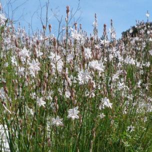 Asphodéline fistuleuse  - Leaderplant