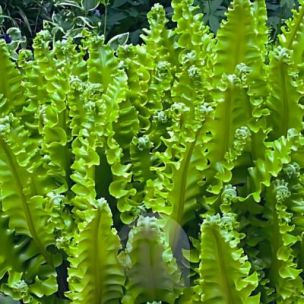 Fougère scolopendre frisée Bolton’s Nobile ® - Leaderplant