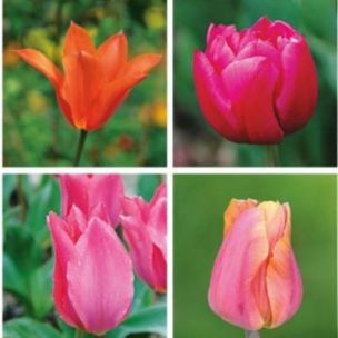 Tulipe assortiment Bollywood (20 Bulbes) - Leaderplant