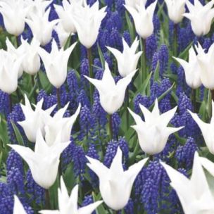 Assortiment Royal de Bulbes : Tulipes blanches et Muscaris bleus (30 Bulbes) - Leaderplant
