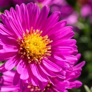 Aster nain d’automne Jenny  - Leaderplant