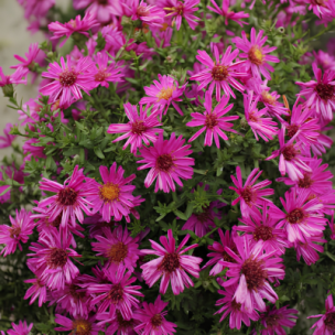 Aster nain Starlight - Leaderplant