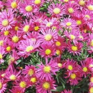 Aster naine Island Bahamas Red - Leaderplant