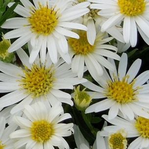 Aster blanc 'Starshine' - Leaderplant