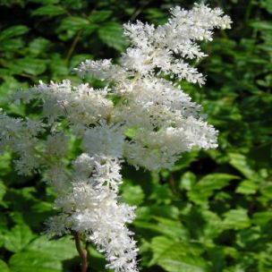 Astilbe de Chine blanche 'Brautschleier' - Leaderplant