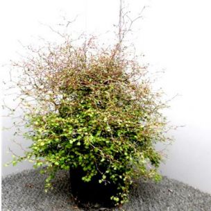 Muehlenbeckia astonii - Leaderplant