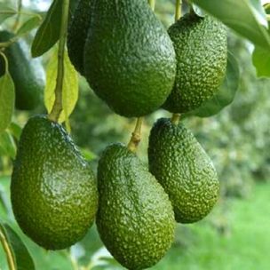 Avocatier Bacon - Leaderplant