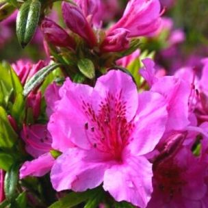 Azalée japonaise Purple Splendour - Leaderplant