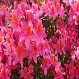 Azalée japonaise 'Silver Sword' - Leaderplant