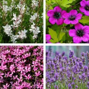 KIT Balconnière au Soleil - Leaderplant