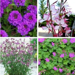 KIT Balconnière au Soleil - Leaderplant
