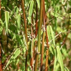 Bambou Fargesia robusta Tauro - Leaderplant