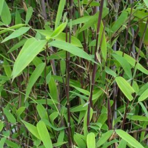Bambou Fargesia Trifina Black - Leaderplant