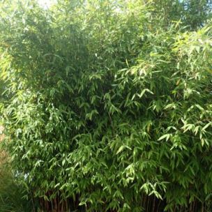Bambou Fargesia 'Winter Joy' - Leaderplant