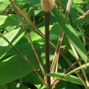 Bambou Fargesia Yunnanensis - Leaderplant